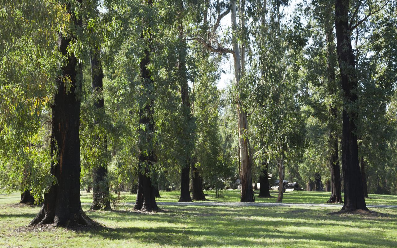 Saladin Lodge Narbethong Dış mekan fotoğraf